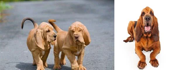 世界名犬之恶魔的法官—血缇