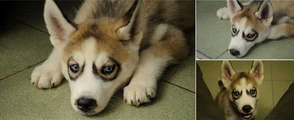 送女友一只自带黑眼圈特效哈士奇，结果女友因怀疑我审美和我分手