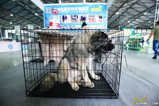 关于如何领养狗的流程