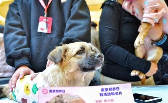 关于如何领养狗的流程