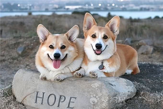 这些狗狗温顺友善，用来陪伴中老年人，是真的不错