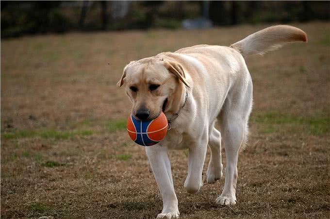 这些狗狗温顺友善，用来陪伴中老年人，是真的不错
