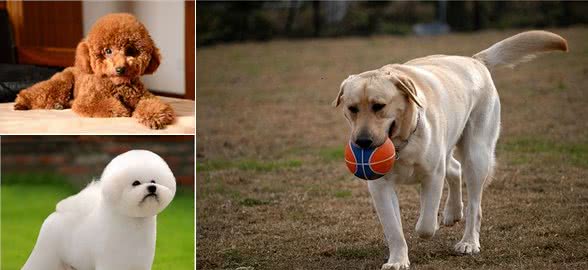 这些狗狗温顺友善，用来陪伴中老年人，是真的不错