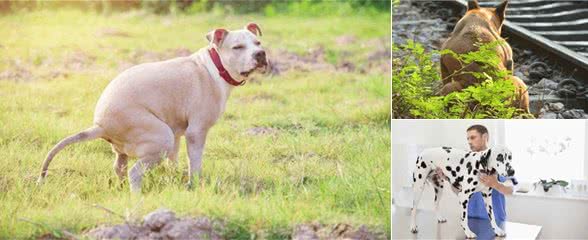 狗狗肠胃炎症状原因与医治方法