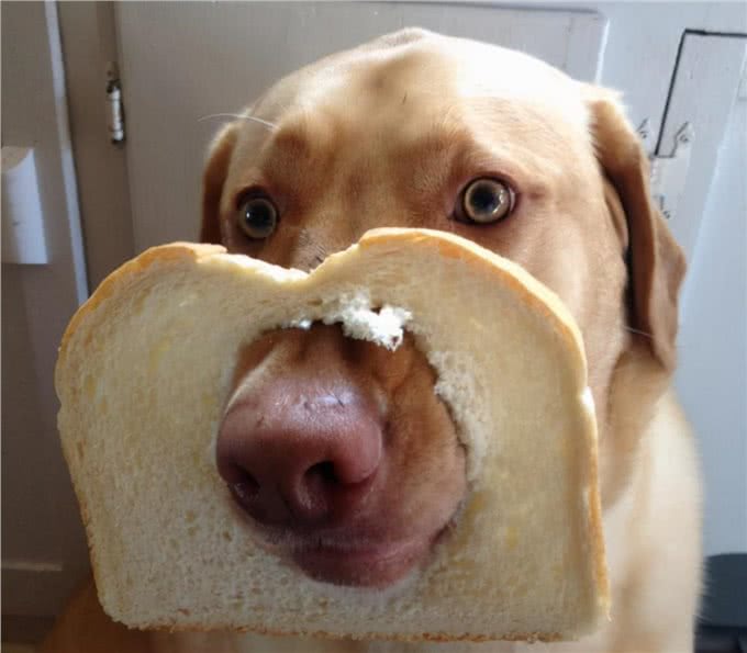 自以为很了解狗?这10个关于狗的冷知识，你都知道吗?