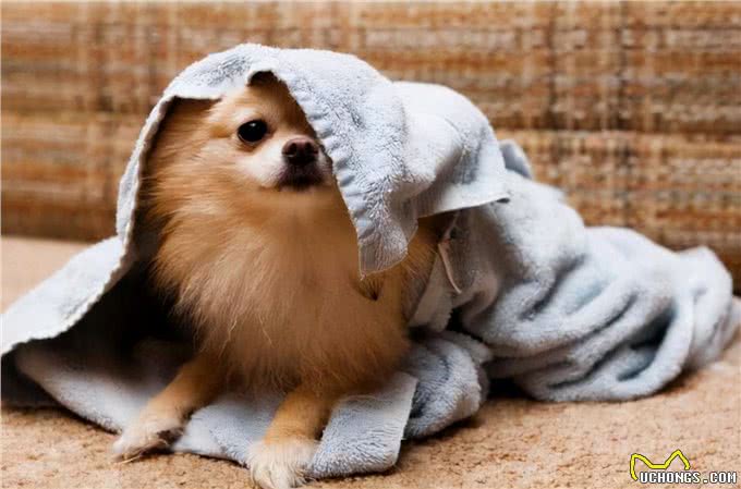 自以为很了解狗?这10个关于狗的冷知识，你都知道吗?