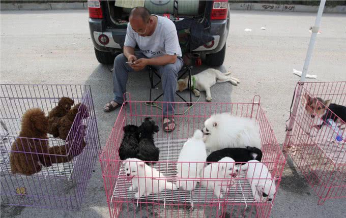 自以为很了解狗?这10个关于狗的冷知识，你都知道吗?