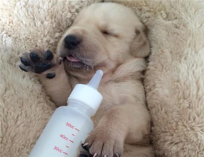 自以为很了解狗?这10个关于狗的冷知识，你都知道吗?