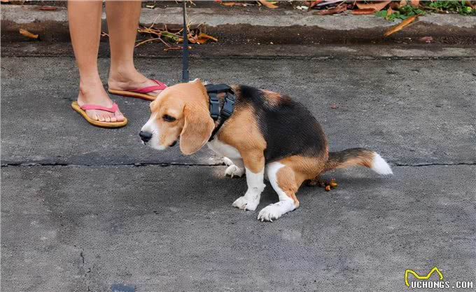 自以为很了解狗?这10个关于狗的冷知识,你都知道吗?