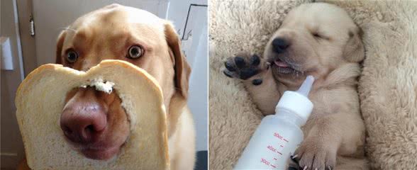 自以为很了解狗?这10个关于狗的冷知识,你都知道吗?