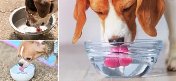 老年犬突然饮水量变大，这是身体出状况了吗?喝多少水才算是健康