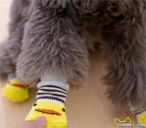 养泰迪犬不需要的5件物品,给它买了,不但浪费钱还会不高兴!