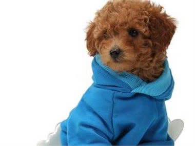 养泰迪犬不需要的5件物品，给它买了，不但浪费钱还会不高兴!