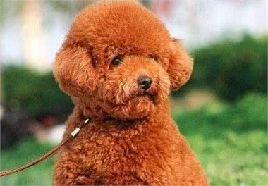 养泰迪犬不需要的5件物品，给它买了，不但浪费钱还会不高兴!