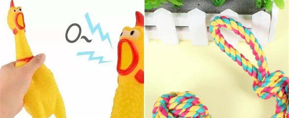 养泰迪犬不需要的5件物品，给它买了，不但浪费钱还会不高兴!