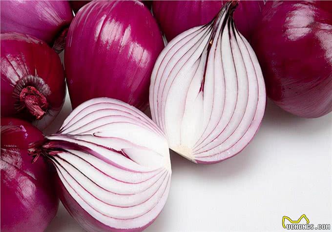 养狗知识:小狗尿尿有血,是泌尿问题?找到出血原因再处理