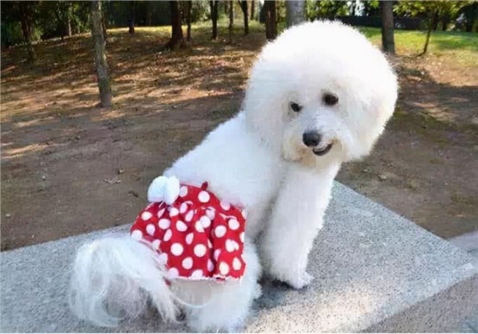 养狗知识:小狗尿尿有血,是泌尿问题?找到出血原因再处理