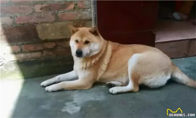 怎么家里的狗狗,老是打喷嚏?新手要怎么处理这个问题?