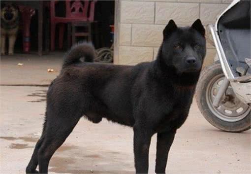 怎么家里的狗狗,老是打喷嚏?新手要怎么处理这个问题?