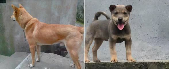 怎么家里的狗狗,老是打喷嚏?新手要怎么处理这个问题?