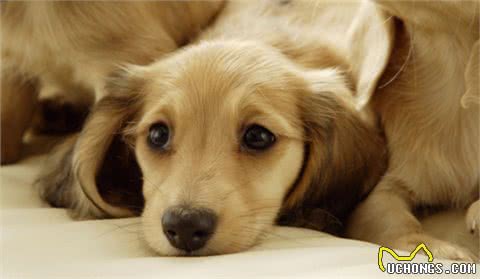 一分钟看懂狗狗皮肤病狗狗皮肤病如何治疗