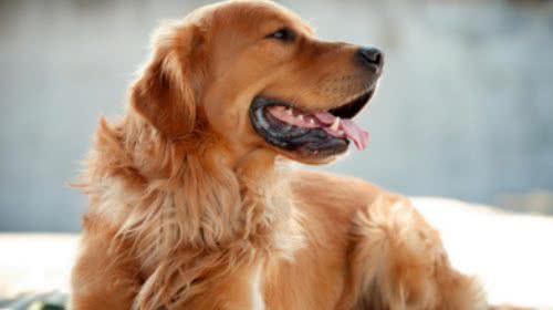 一分钟看懂狗狗皮肤病狗狗皮肤病如何治疗