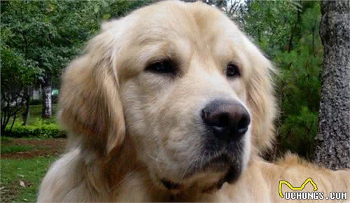 一分钟看懂狗狗皮肤病狗狗皮肤病如何治疗