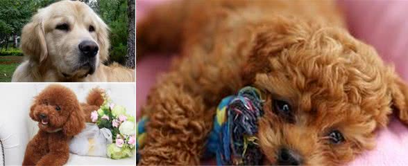 一分钟看懂狗狗皮肤病狗狗皮肤病如何治疗