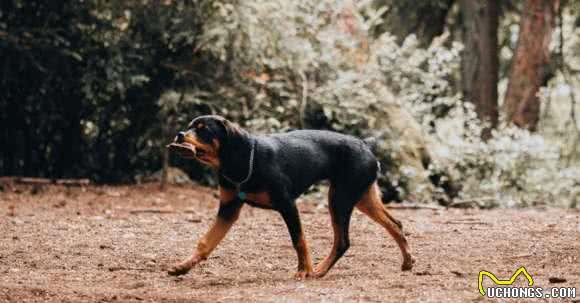 狗狗个性基本有这5大类