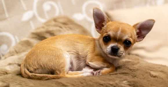 狗狗个性基本有这5大类