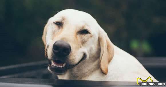 狗狗个性基本有这5大类