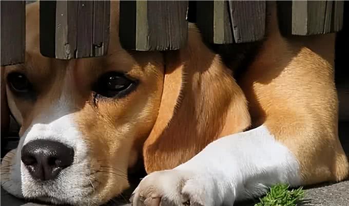 再勇敢的狗狗,遇到这几件事,也会感到害怕