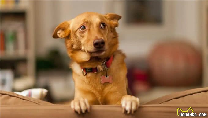 再勇敢的狗狗,遇到这几件事,也会感到害怕