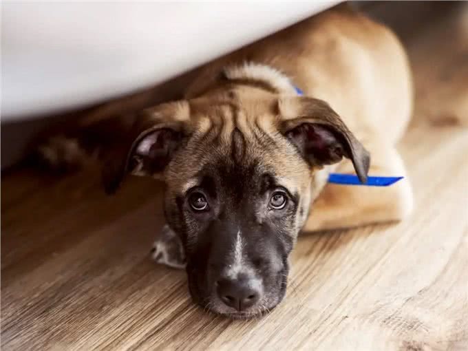 再勇敢的狗狗,遇到这几件事,也会感到害怕