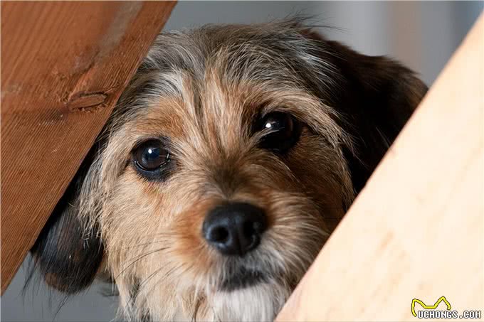 再勇敢的狗狗,遇到这几件事,也会感到害怕