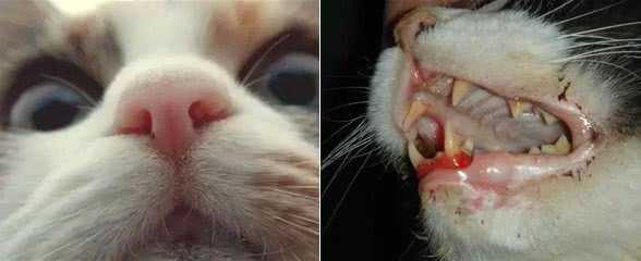 猫咪寿命和大龄猫的照顾