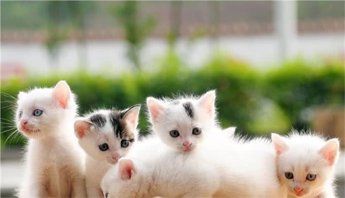 冬天给猫狗洗澡,等于给它上刑,跟我学一招,宠物干净清爽