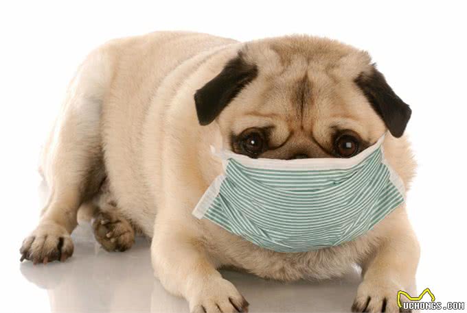 冬天给猫狗洗澡,等于给它上刑,跟我学一招,宠物干净清爽