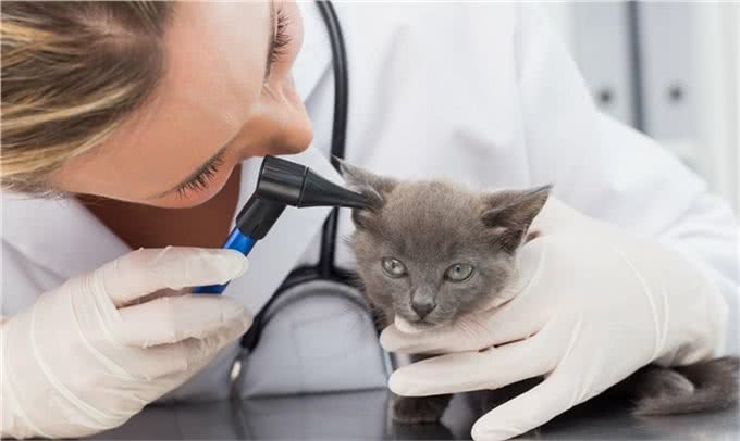 冬天给猫狗洗澡,等于给它上刑,跟我学一招,宠物干净清爽