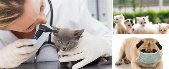 冬天给猫狗洗澡，等于给它上刑，跟我学一招，宠物干净清爽