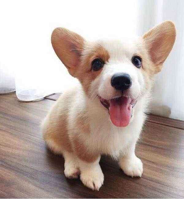 刚刚接狗狗回家后的一些禁忌,收好了