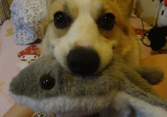 刚刚接狗狗回家后的一些禁忌,收好了