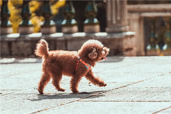 养狗技巧：泰迪眼睛发炎怎么办