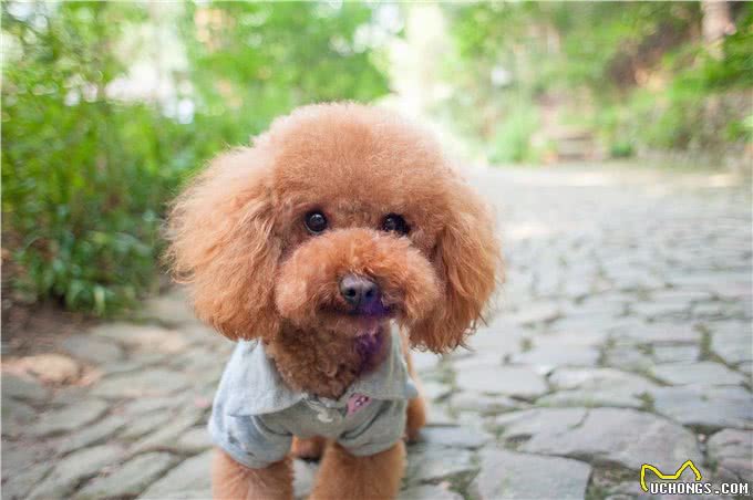 养狗技巧：泰迪眼睛发炎怎么办