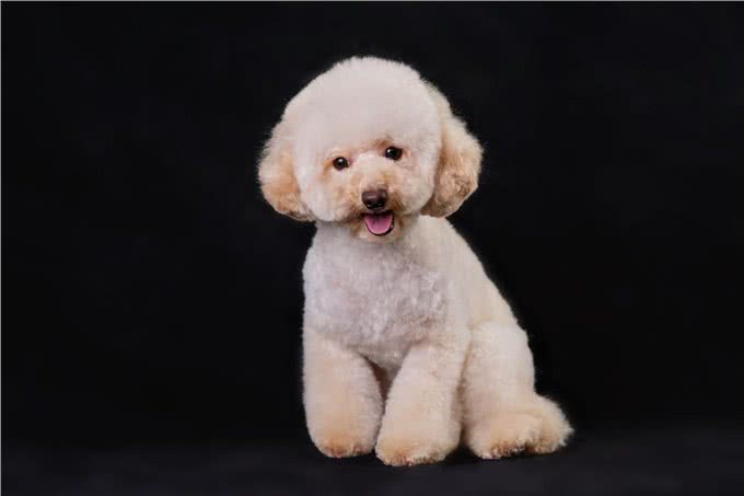 养狗技巧：泰迪眼睛发炎怎么办