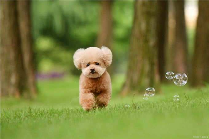 养狗技巧：泰迪眼睛发炎怎么办