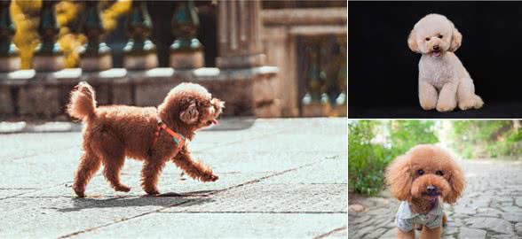 养狗技巧：泰迪眼睛发炎怎么办