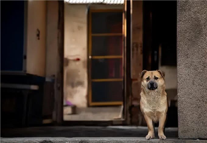养狗的好处这么多，原来真的是有科学依据的