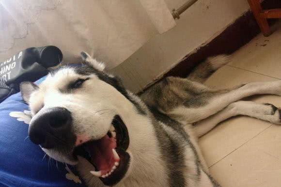 怕哈士奇拆家把它关在门外，下班回家发现门上一个大洞