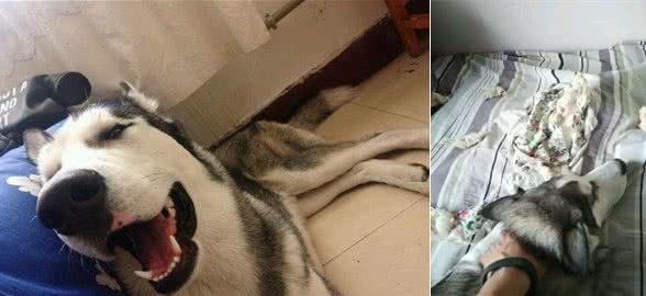 怕哈士奇拆家把它关在门外，下班回家发现门上一个大洞